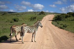 zebra, south africa, africa